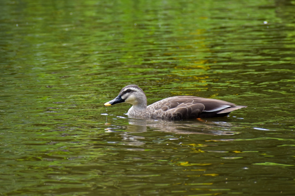August bird of the month: Eastern Spot-Bill Duck